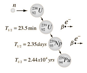 Pu-239 breeding. The uranium nucleus absorbs neutron, thus leads to Pu-239 breeding.